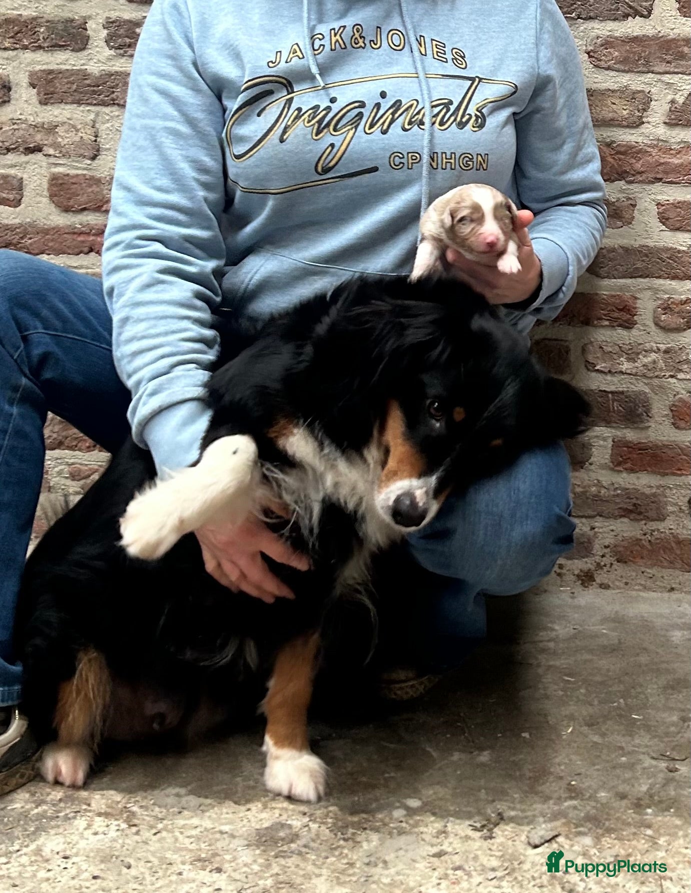 Australian Shepherd honden Miniatuur American shepherd  - Advertentie 5