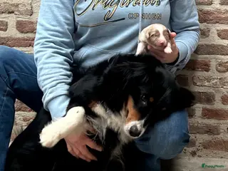 Australian Shepherd honden Miniatuur American shepherd - Advertentie 5