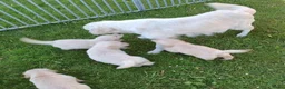 Golden Retriever honden te koop: Golden Retriever pup met stamboom - Advertentie 4