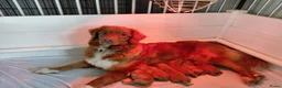 Nova Scotia Duck Tolling Retriever honden te koop: Super gesocialiseerd Toller Pups! - Advertentie 2
