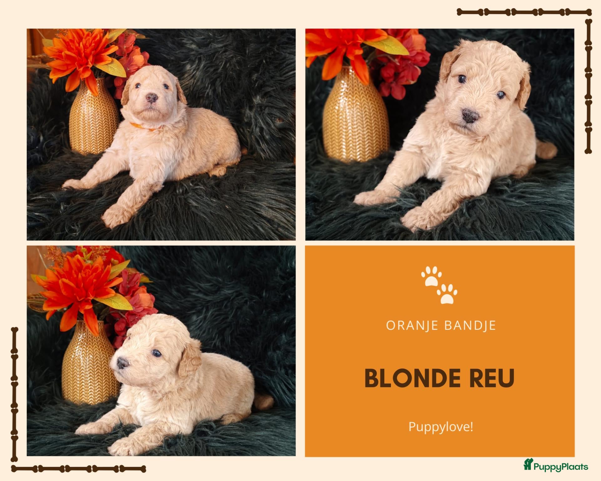 Kruising honden Multigen Bernedoodle Medium pups beschikbaar - Advertentie 2