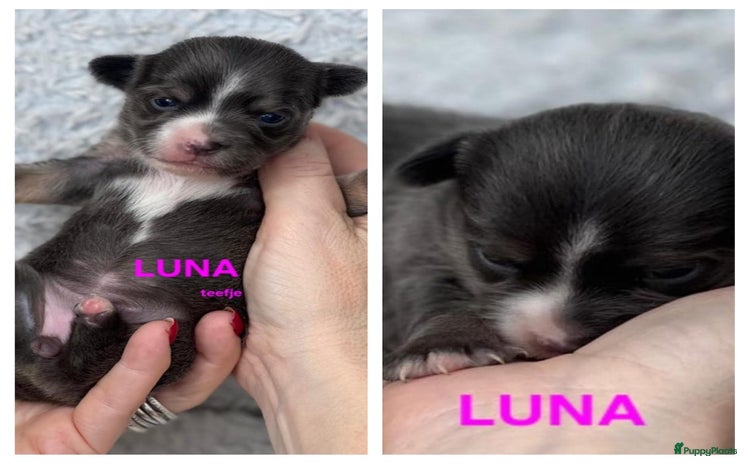 Chihuahua honden - Advertentie 2