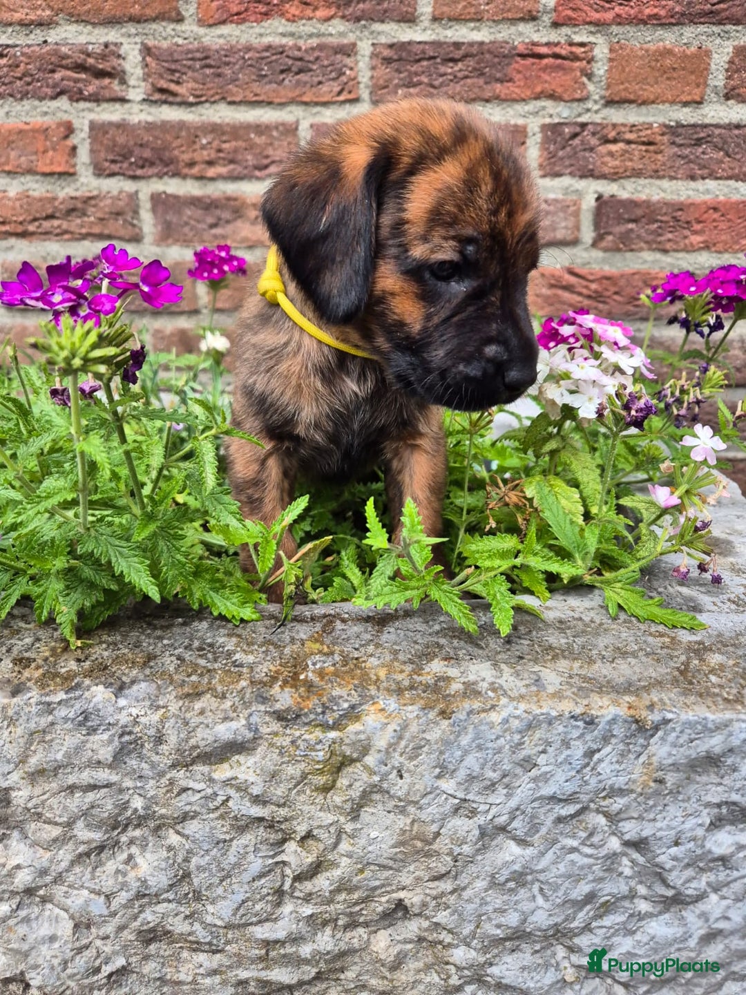 Labrador Retriever honden te koop: Knappe labrador x beierse bergzweethond mix - Afbeelding 8