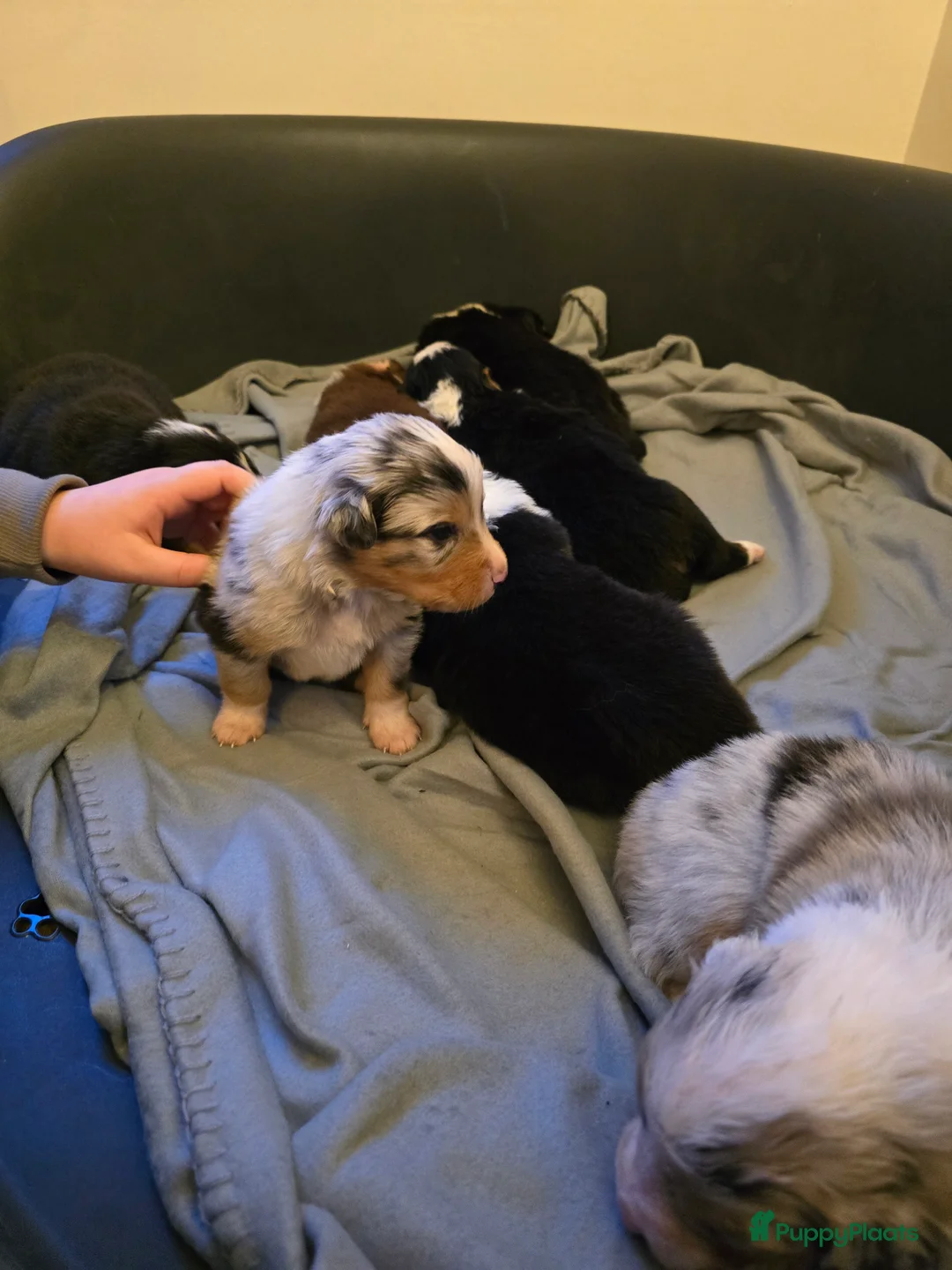 Australian Shepherd honden te koop: Australische Herder puppy's (zie foto's) - Advertentie 6