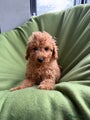Labradoodle Puppy 6