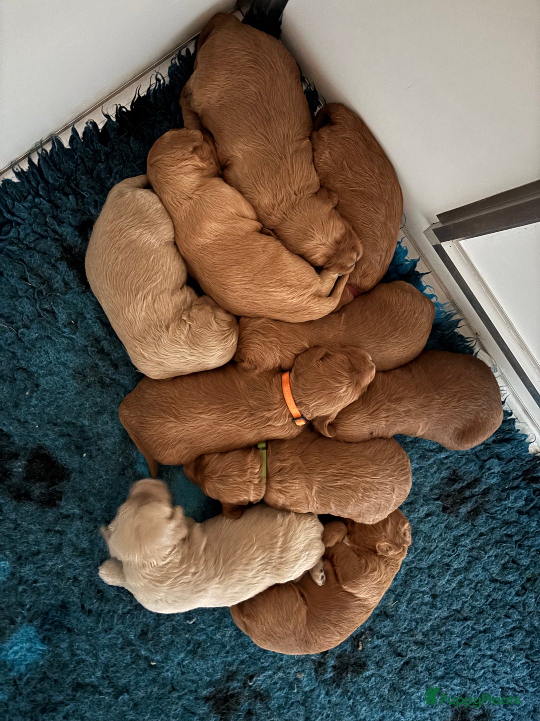 Labradoodle honden te koop: Labradoodle pups - Advertentie 6