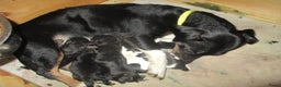 Jack Russel Terriër honden te koop: Jack  russel pups zoeken lief huis! nog 4 pups! - Advertentie 24