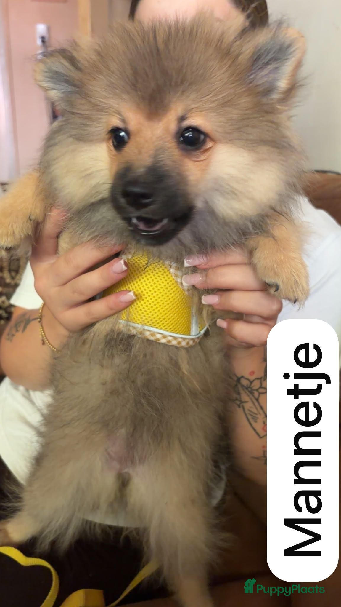 Kruising honden 4 Prachtige Keeshond/Pomeriaan pups (Oranje-Sabel) - Advertentie 2