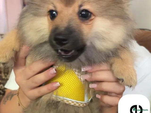 Kruising honden 4 Prachtige Keeshond/Pomeriaan pups (Oranje-Sabel) - Advertentie 2
