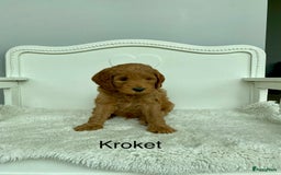 Australian Labradoodle honden te koop: Magic Doodles Rasta - Afbeelding 2