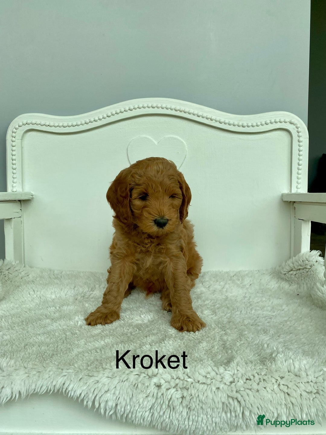 Australian Labradoodle honden te koop: Magic Doodles Rasta - Afbeelding 2