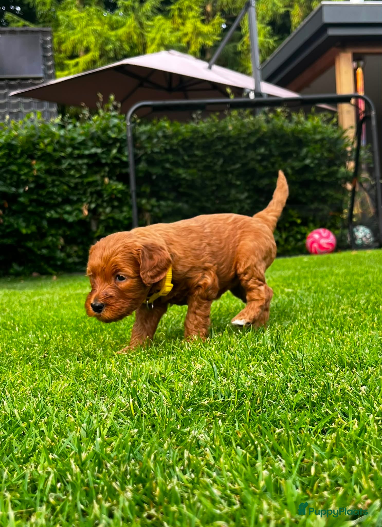Australian Labradoodle honden te koop: Australian labradoodle pups - Advertentie 21