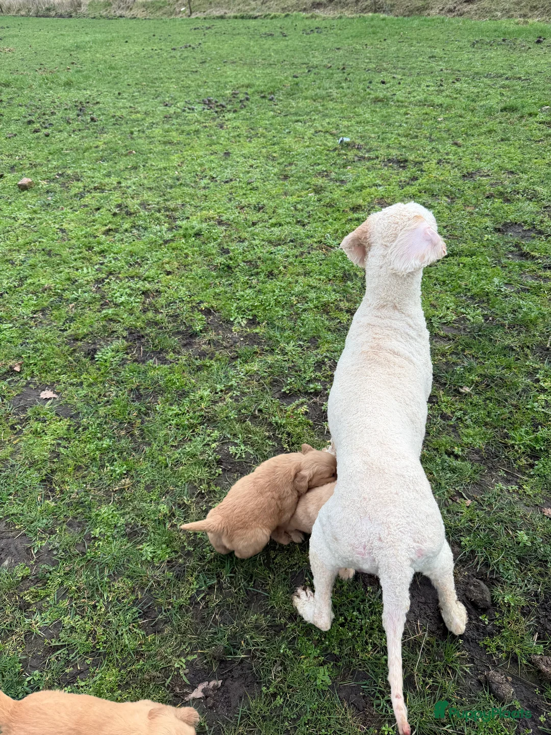 Kruising honden te koop: Mooie goldendoodle pups! - Advertentie 2