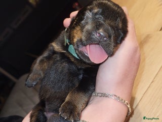 Rottweiler honden 🐾 Te koop: Rottweiler puppy’s 🐾 - Advertentie 2