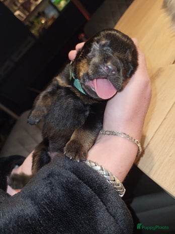Rottweiler honden 🐾 Te koop: Rottweiler puppy’s 🐾 - Advertentie 2