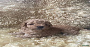 Kruising honden - Advertentie 1