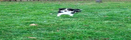 Kruising honden te koop: Bordecolie australian shepherd  - Advertentie 3