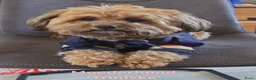 Maltipoo honden te koop: Maltipoo pup  - Advertentie 23