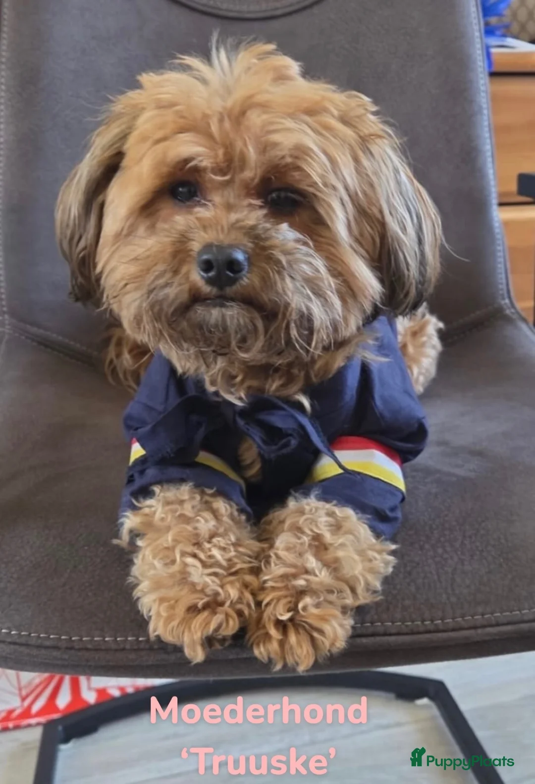 Maltipoo honden te koop: Maltipoo pup  - Advertentie 23