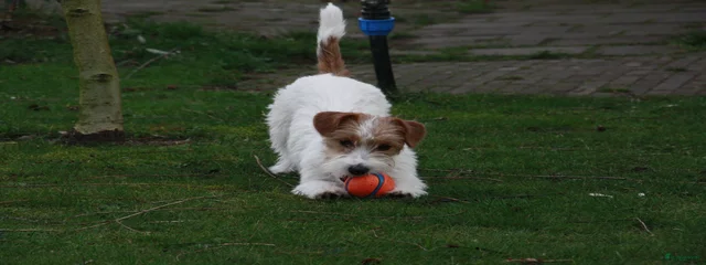 Molly