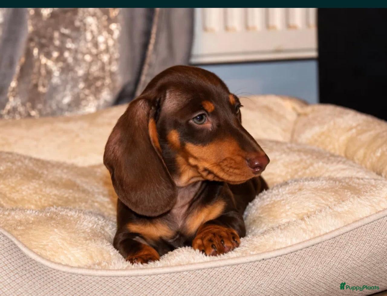 Dwergteckel honden Dwergteckel pups - Advertentie 5