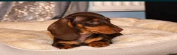 Dwergteckel honden te koop: Dwergteckel pups - Advertentie 1