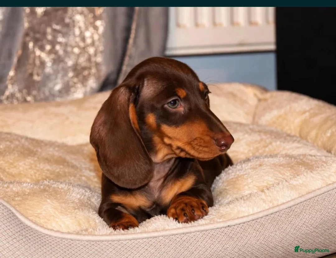 Dwergteckel honden te koop: Dwergteckel pups - Advertentie 1