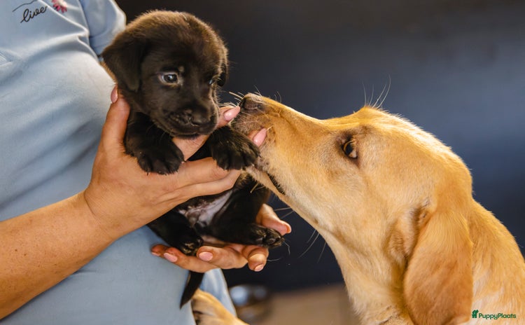 Labrador Retriever honden - Advertentie 2