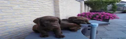 Labrador Retriever honden te koop: Zeer labrador pups ouder met stamboom  - Advertentie 7