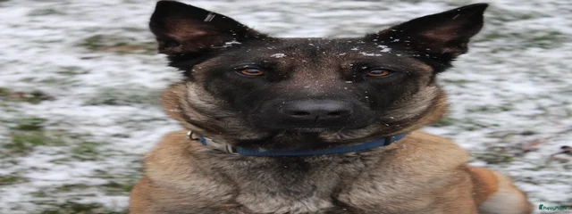 Laika