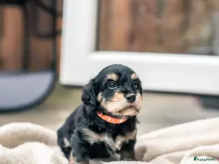 Kruising honden 🐾dwergteckel X maltezer 🐾 - Advertentie 4