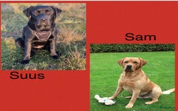Labrador Retriever honden te koop: Stamboom Labrador pup. Nest Aankondiging  - Afbeelding 4