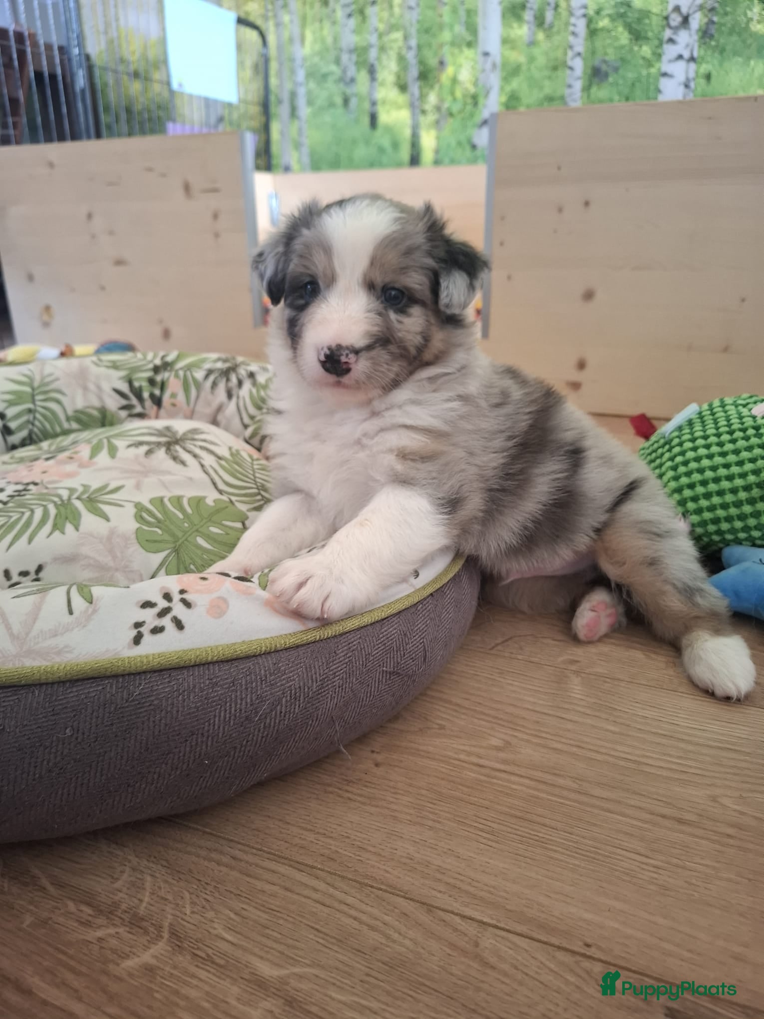 Australian Shepherd honden Stamboom pups geboren!  - Advertentie 2