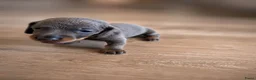 Teckel (korthaar)  honden te koop: Sweet Miniature Dachshund Puppies ❤️ - Advertentie 4