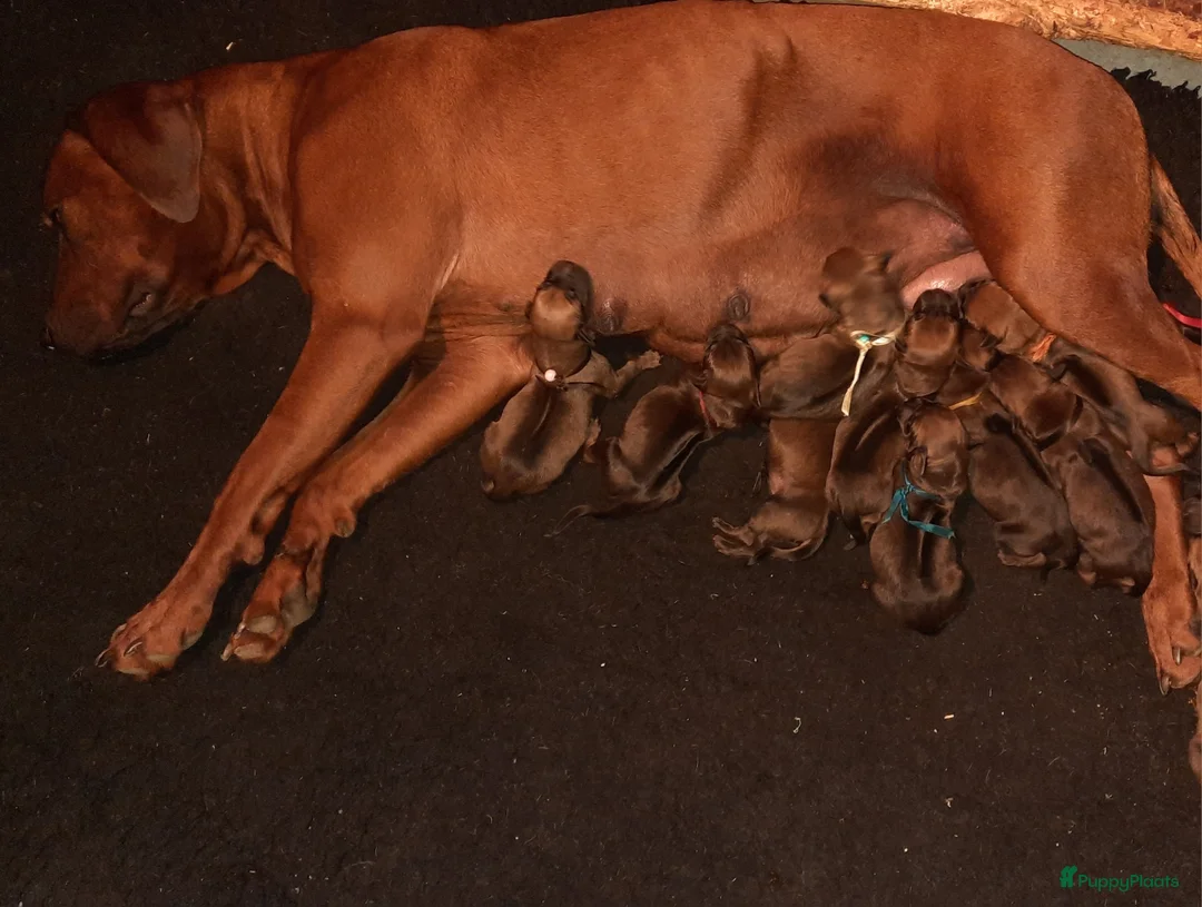 Rhodesian Ridgeback honden te koop: Rhodesian Ridgeback pups met stamboom in Weert - Advertentie 2