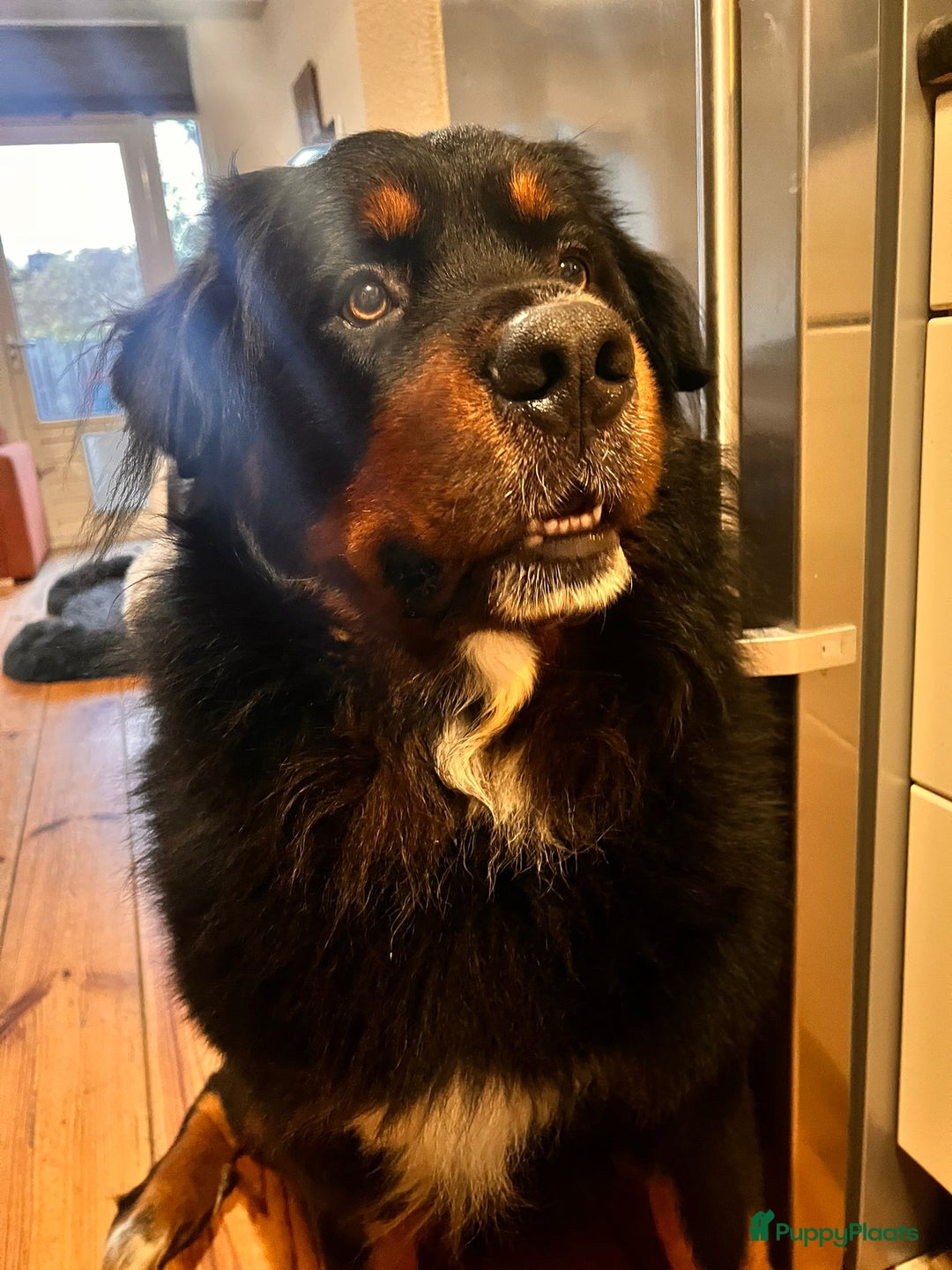Berner Sennenhond honden ter dekking: Boulab Berner Senner 75% x 25% labrador - Advertentie 4