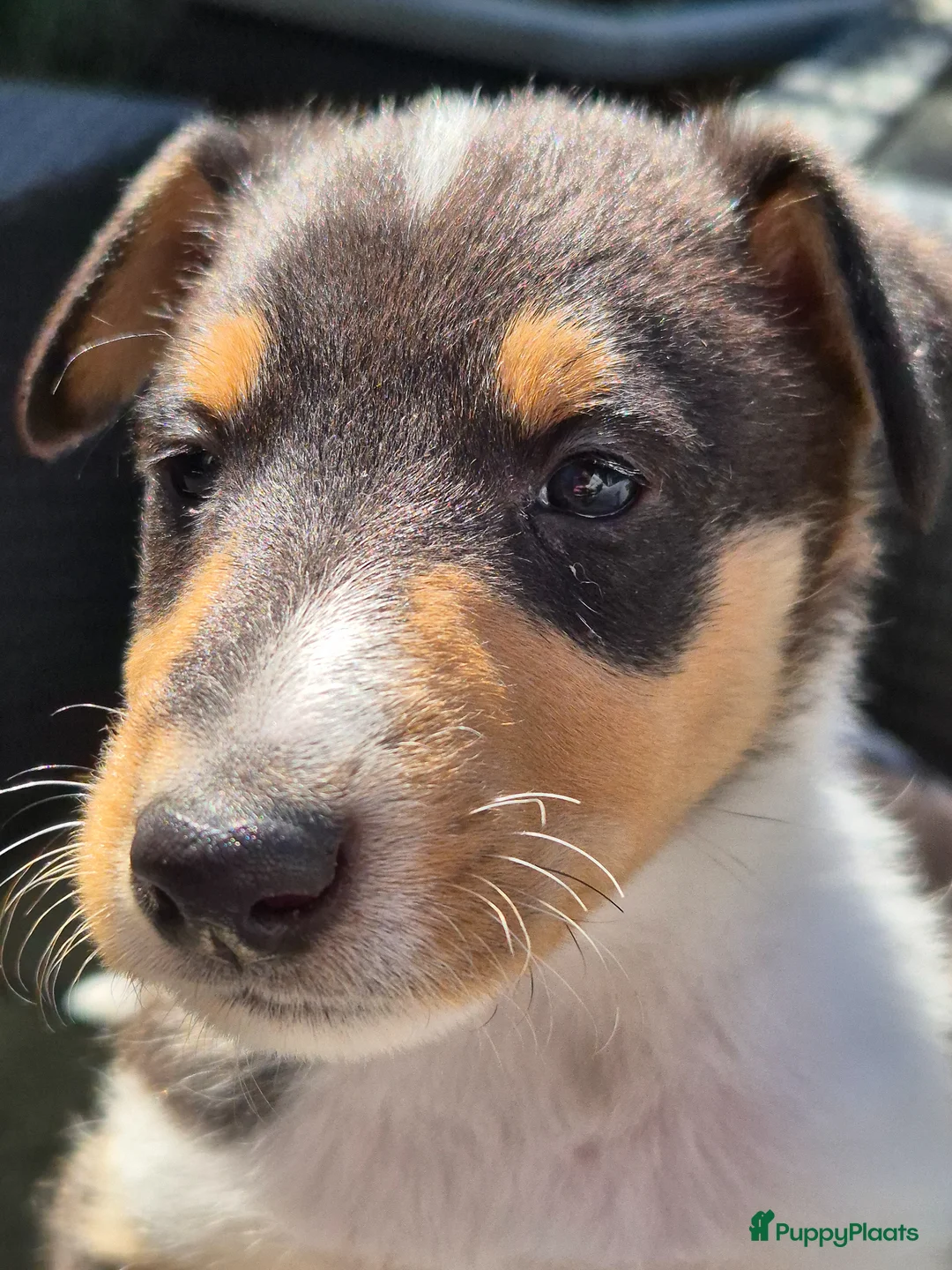 Schotse Herdershond korthaar honden te koop: Schotse collie korthaar teefje in Den Haag - Advertentie 1