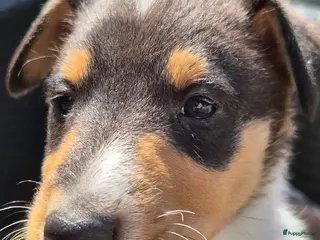 Schotse Herdershond korthaar honden Schotse collie korthaar teefje - Advertentie 12