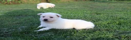 Zwitserse Witte Herdershond honden te koop: Zwitserse witte herder pups - Advertentie 6