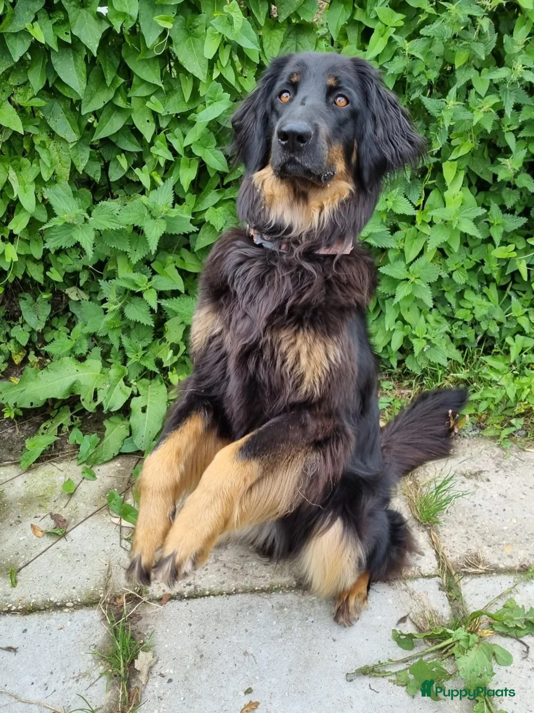 Hovawart honden te koop: Prachtige, raszuivere Hovawarts te koop - Advertentie 4