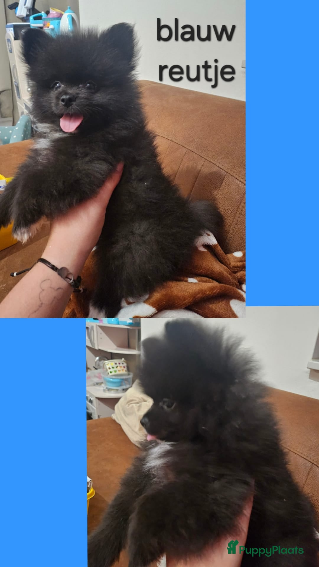 Kruising honden te koop: Lieve pomeriaan/kleine keeshond pups - Advertentie 2