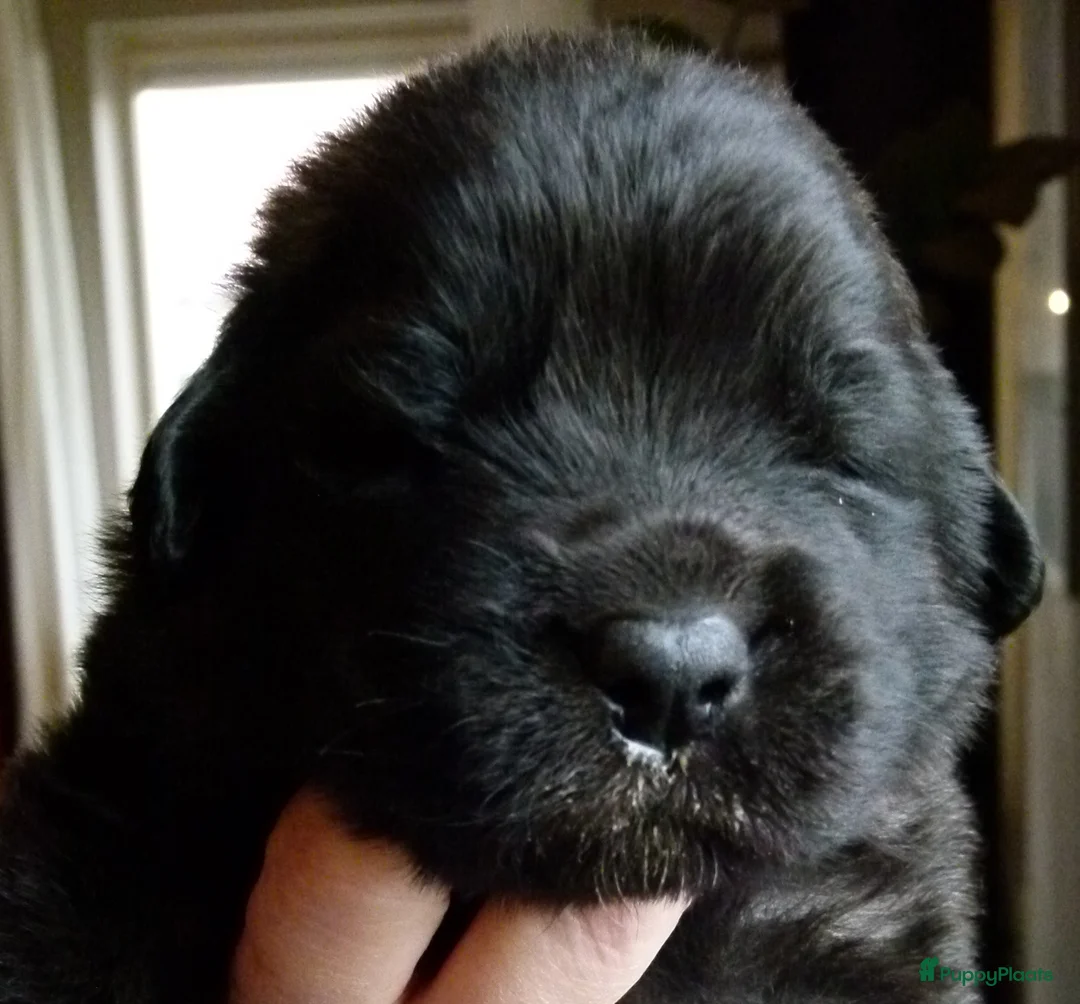 Leonberger honden te koop: Leonberger pups (teefjes)uit bijzondere combinatie - Advertentie 5