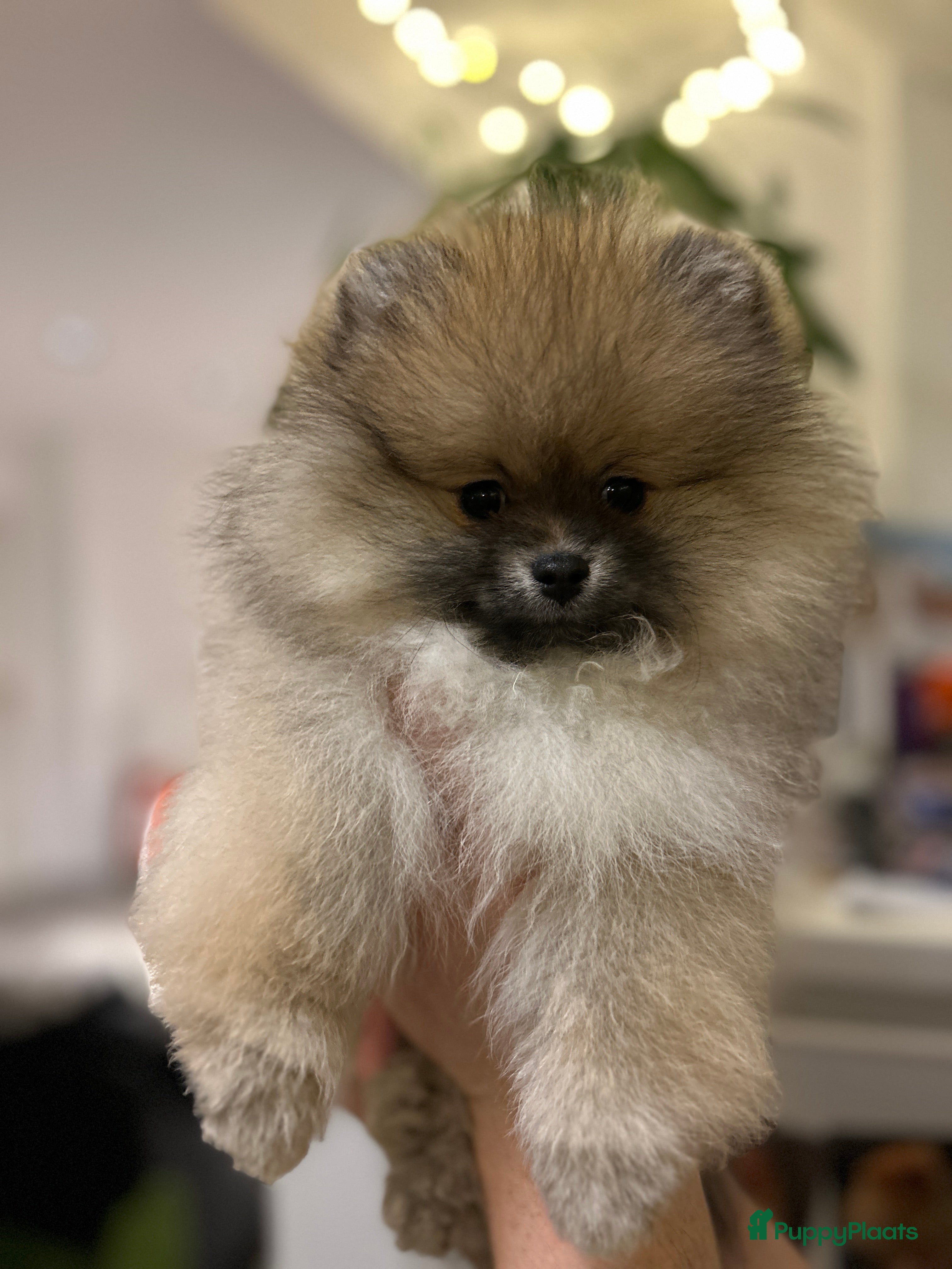 Pomeriaan honden ❤️Pomeranian❤️ - Advertentie 5