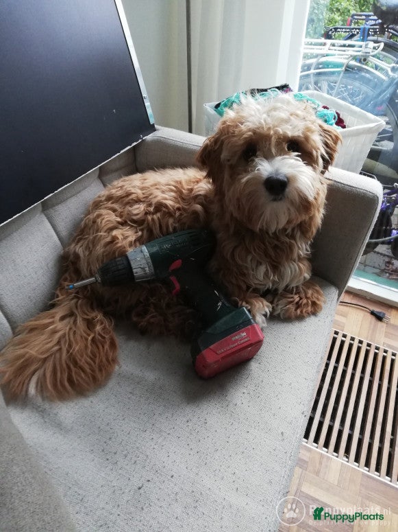 Kruising honden Maltipoo dekreu in Leiden - Advertentie 2