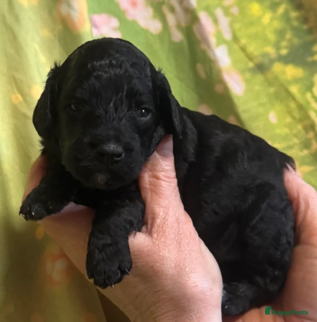 Australian Labradoodle honden te koop: Te koop mini Australian LAbradoodles - Advertentie 14