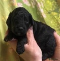 Australian Labradoodle Puppy 8