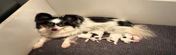 Vlinderhondje honden te koop: Zeer mooie vlinder reutjes beschikbaar - Advertentie 2