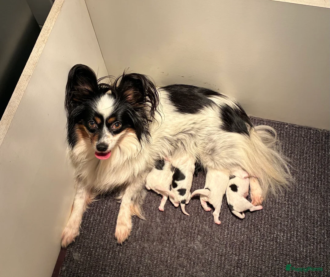 Vlinderhondje honden te koop: Zeer mooie vlinder reutjes beschikbaar - Advertentie 2