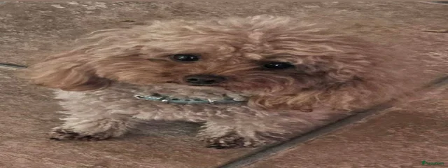 Bobbie 
