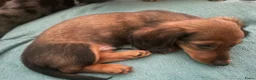 Teckel (langhaar) honden te koop: Teckel pups langhaar kleine dwerg - Advertentie 3